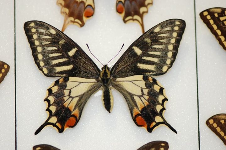Papilio machaon brittannicus (aberrant) 1 (Internet Image property of respective owner, non-commercial use only)